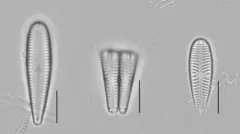 Gomphonella olivacea thumbnail 1