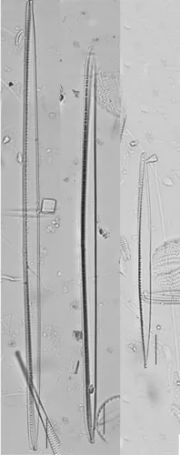 Nitzschia linearis
