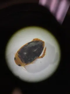 Laccophilus proximus thumbnail 2