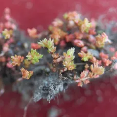 Mossy Stonecrop thumbnail 3