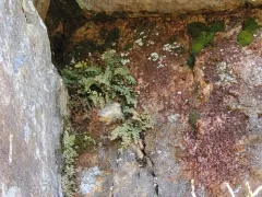 mountain spleenwort thumbnail 2