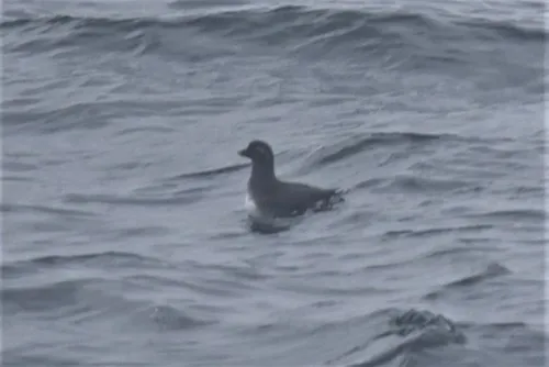 Parakeet Auklet