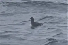 Parakeet Auklet thumbnail 1