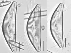 Cymbella neocistula thumbnail 2