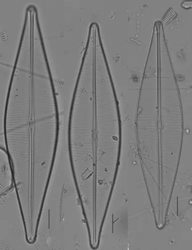 Craticula cuspidata