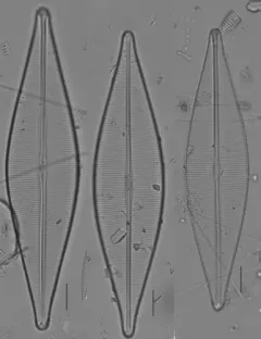 Craticula cuspidata thumbnail 1