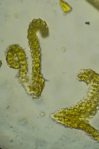 Schistidium frisvollianum