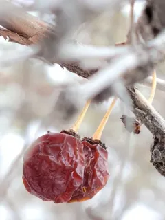 Prinsepia sinensis thumbnail 2
