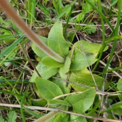 Oregon Saxifrage thumbnail 1