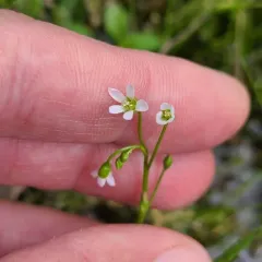 Narrow-leaved Montia thumbnail 3