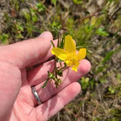 straightbeak buttercup thumbnail 2