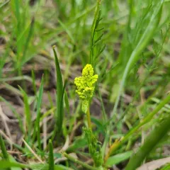 Bradshaw's desert-parsley thumbnail 1