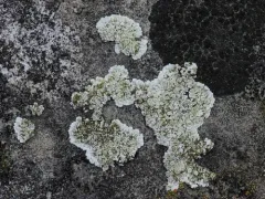 Lecanora valesiaca thumbnail 3