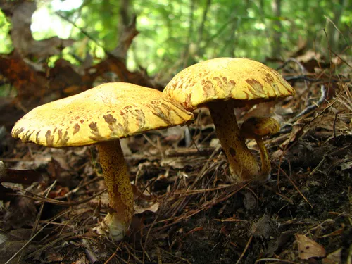 Chicken Fat Mushroom