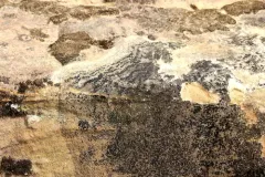 Low-rim Grain-spore thumbnail 2