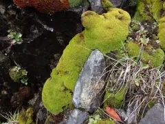 Summer-moss thumbnail 3