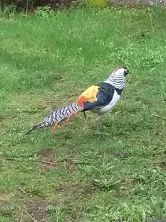 Lady Amherst's Pheasant thumbnail 3