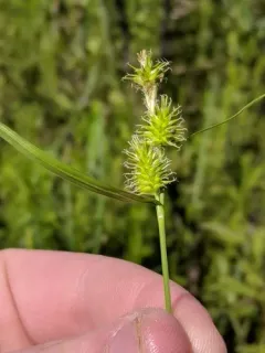 Greenstar Sedge thumbnail 4