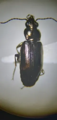 Colorado Bembidion Beetle thumbnail 3