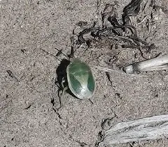 Chlorochroa viridicata thumbnail 2