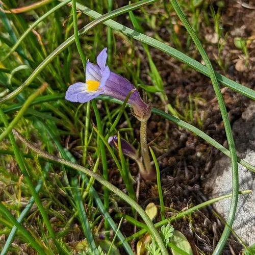 oneflower broomrape
