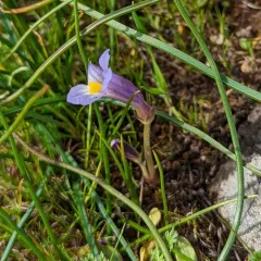 oneflower broomrape thumbnail 1