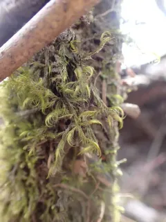 Dichelyma Moss thumbnail 4