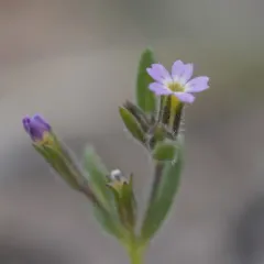 slender phlox thumbnail 2