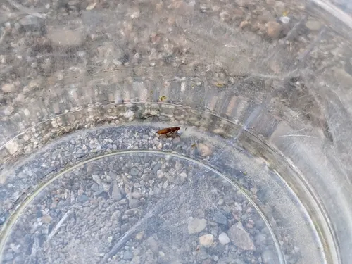 Foxella ignota