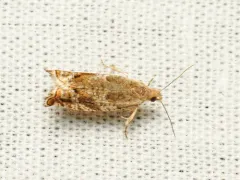 Epinotia corylana thumbnail 4