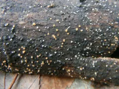 Parachnopeziza miniopsis thumbnail 3