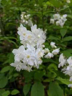 slender deutzia thumbnail 3