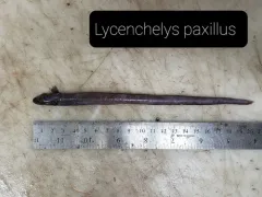 Common Wolf Eel thumbnail 2