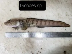 Newfoundland Eelpout thumbnail 3