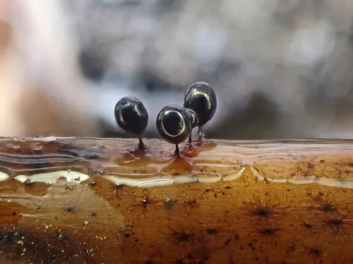 Lamproderma ovoideum