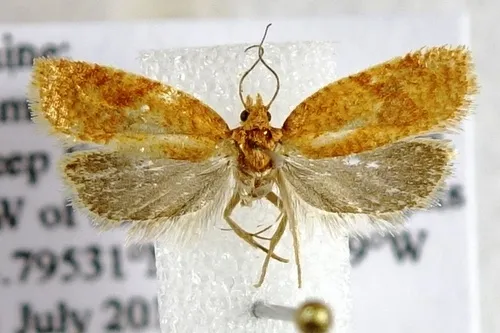 Acleris comandrana