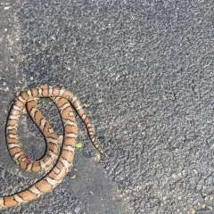 Eastern Milksnake thumbnail 4