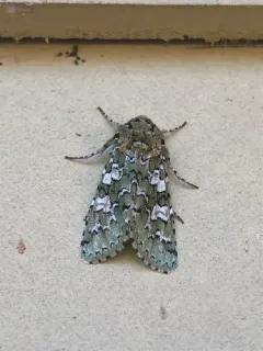 Feralia februalis thumbnail 3
