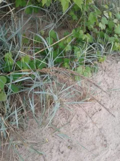 lyme grass thumbnail 2