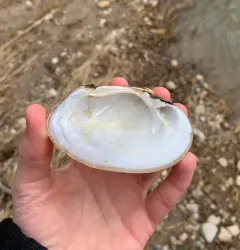 Wavyrayed Lampmussel thumbnail 2