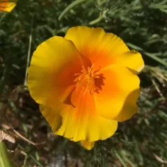 California poppy thumbnail 2