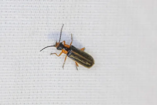 Rhagonycha oriflava