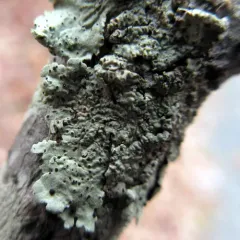 Abrothallus microspermus thumbnail 2