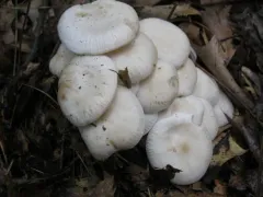clustered clitocybe thumbnail 2