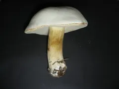 Tylopilus intermedius thumbnail 2