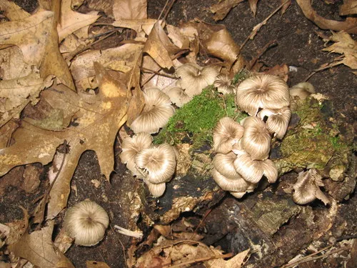 Clitocybula lacerata