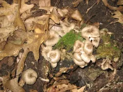 Clitocybula lacerata thumbnail 1