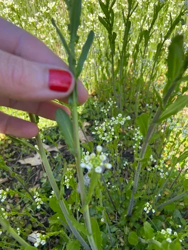 garlic penny-cress