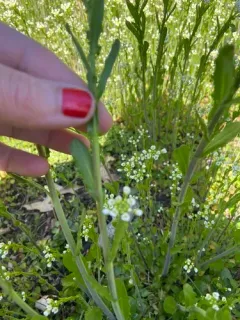 garlic penny-cress thumbnail 1