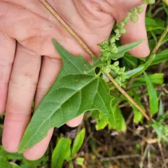 Russian atriplex thumbnail 3